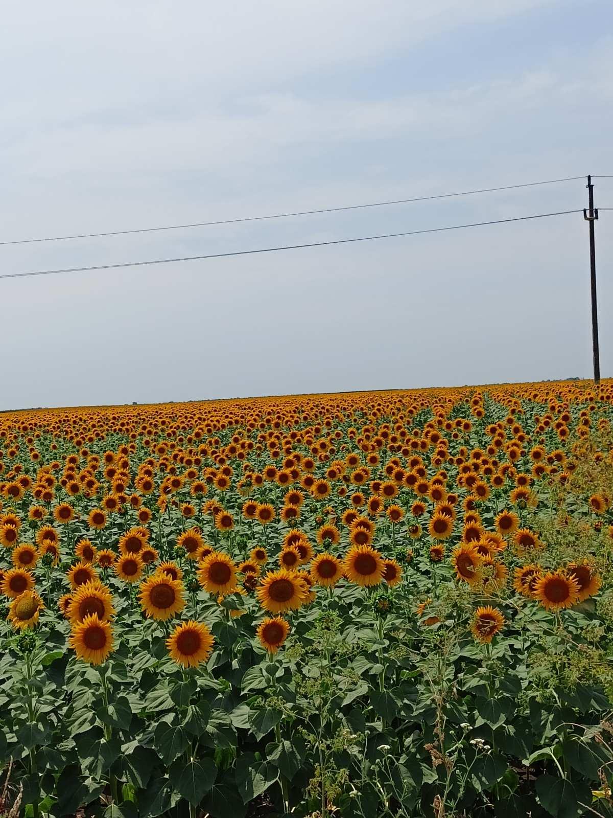 Suncokret